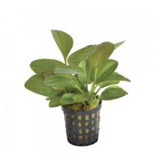 Echinodorus Midifleur