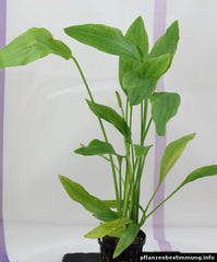 Echinodorus decumbens