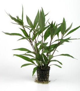 Hygrophila Stricta