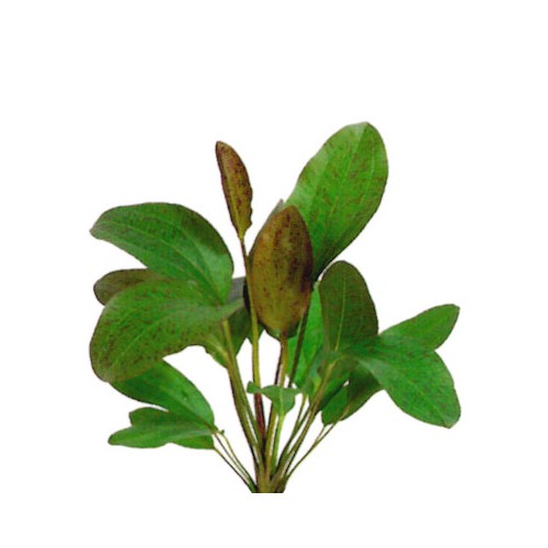 Echinodorus barthii, double red