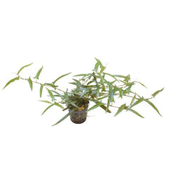 Pesicaria praetermissa ruby