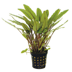 Cryptocoryne Petchii