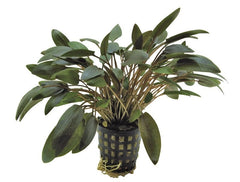 Cryptocoryne Undulatus bruin