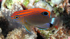 Pomacentrus bankanensis