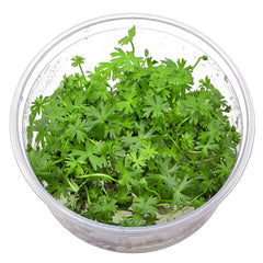 Ranunculus inundatus In-Vitro nr 20 easy grow