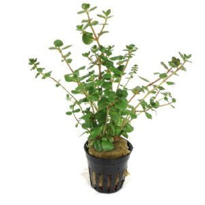 Rotala rotundifolia