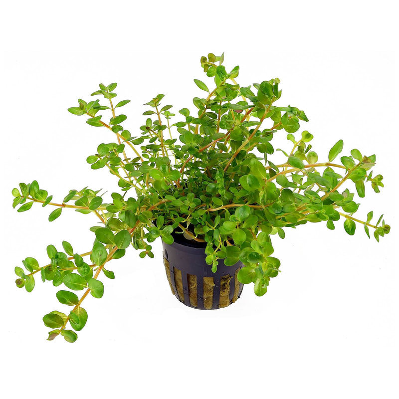 Rotala Indica