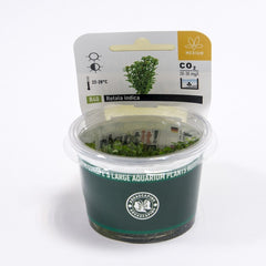 Rotala Indica (In-Vitro)