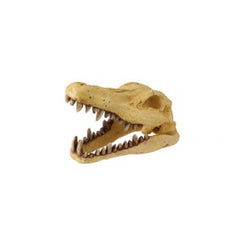 decor dino schedel 22.5 x 12.5 x 14 cm
