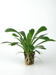 Sagittaria platyphylla