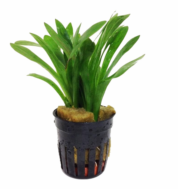 Sagittaria subulata