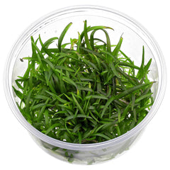 Sagitaria subulata In-Vitro nr 11 easy grow