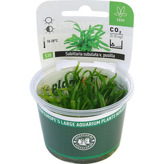 Sagittaria subulata var.pusilla In-Vitro