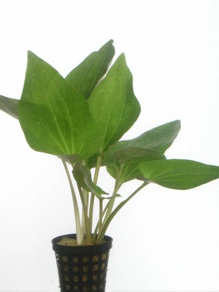 Saururus cernuus - Leidse plantje