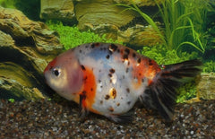 Sluierstaart Buffelrug Calico