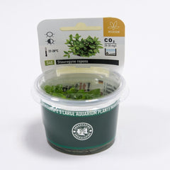 Staurogyne repens In-Vitro