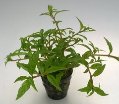 staurogyne porto velho