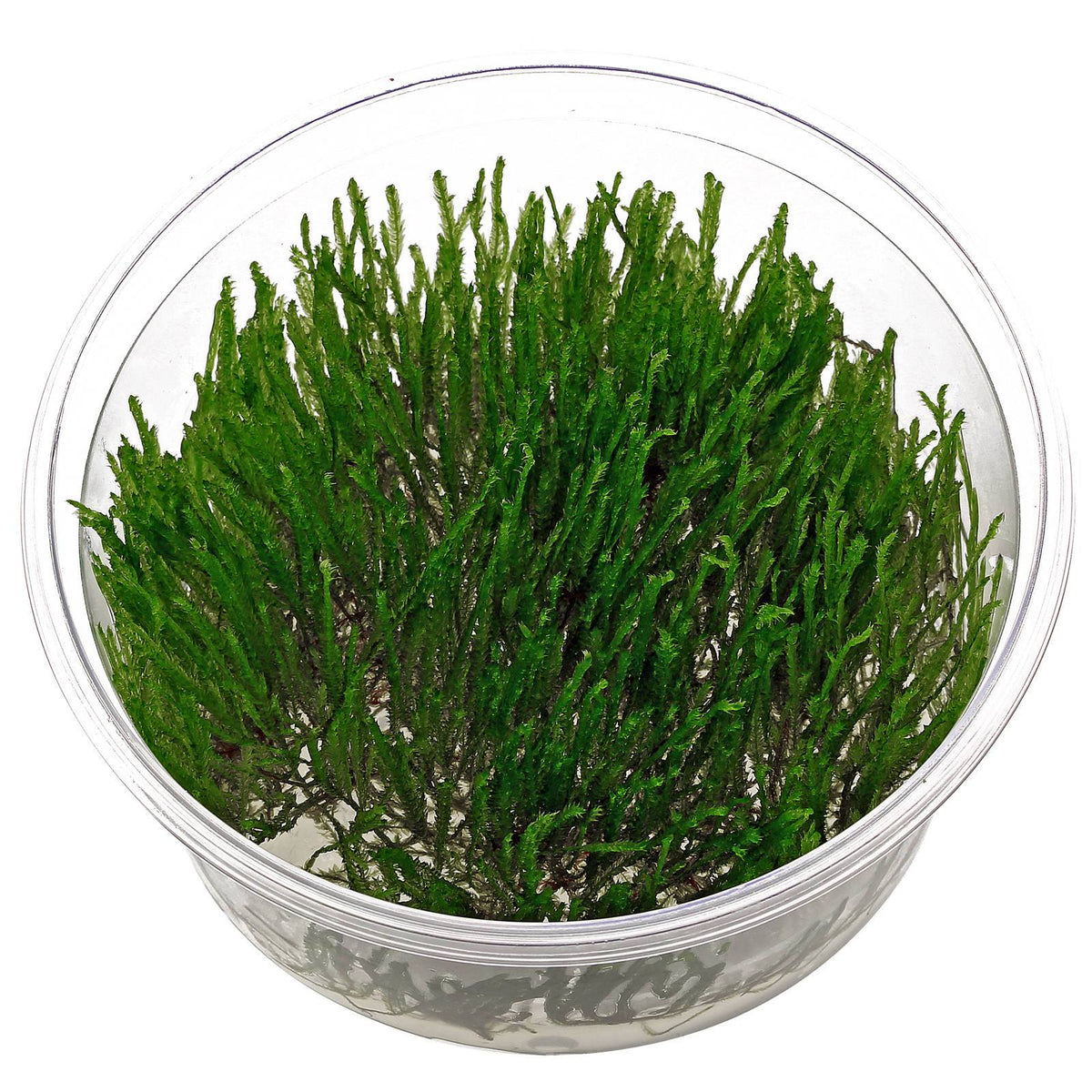 Taxiphyllum sp. 'Spiky' In-Vitro nr. 16 Easy Grow