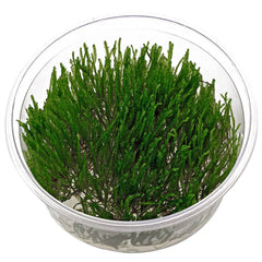 Taxiphyllum sp spiky In-Vitro nr 16 easy grow