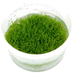 Riccia fluitans In-Vitro nr 09 easy grow