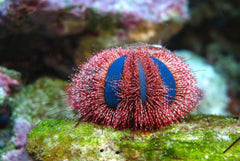 Mespilla Globulus Red