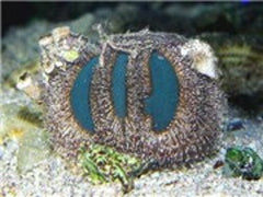 Mespilla Globulus Green