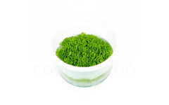 Utricularia graminifolia In-Vitro nr 12 easy grow