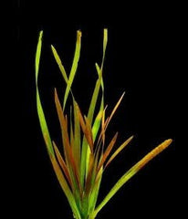 Vallisneria giganthea rubra
