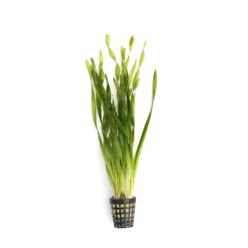 Vallisneria torta