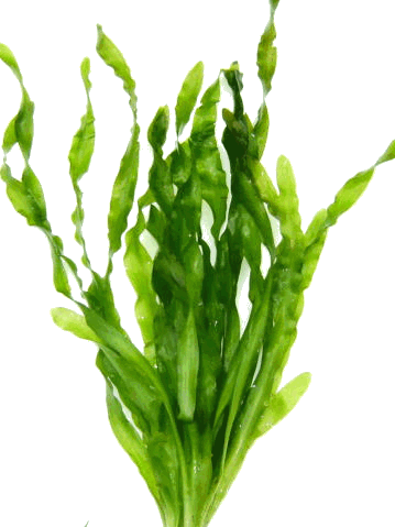Vallisneria asiatica