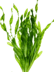 vallisneria asiatica