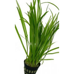 vallisneria spiralis