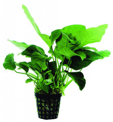 Anubias barteri var. nana