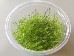 Leptodictyum riparum In-Vitro nr 13 easy grow