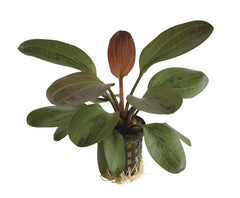 Echinodorus Hadi Red Pearl