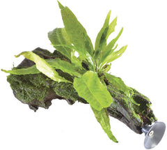 Zweefhout microsorum pteropus size ss