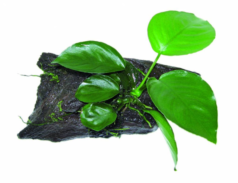 Wood anubias nana bonzai size sss