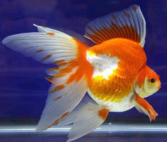 Sluier Staart Ryukin Rood Wit