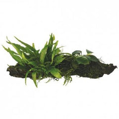 Wood anubias microsorium moss medium