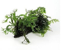 Wood microsorium windelov size ss