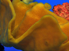 Yellow Sponge