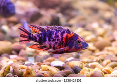 Aulonocara multicolor RED