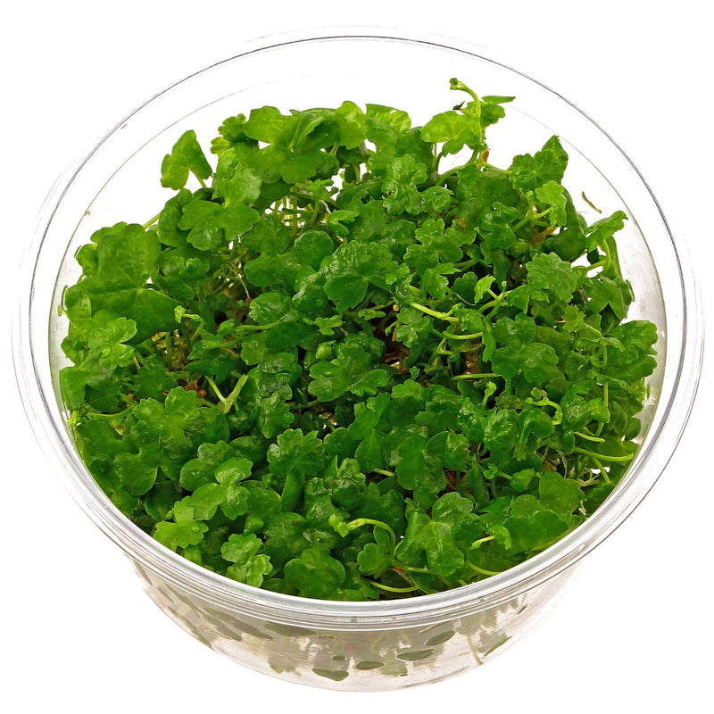 Hydrocotyle sp. 'Japan' - In Vitro Cup
