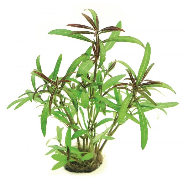 Hygrophila Araguaia