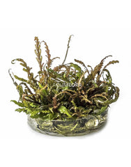 Hygrophila Pinnatifida - In Vitro Cup
