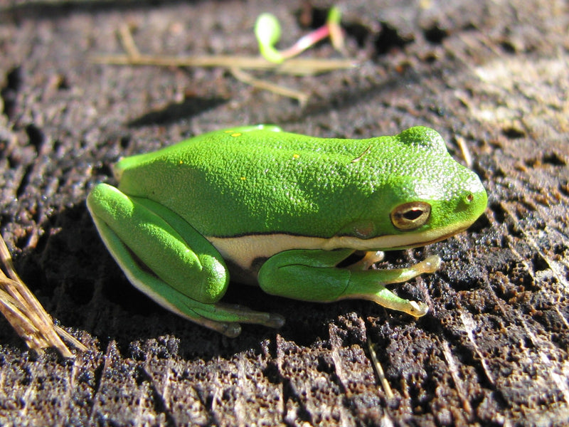 Hyla cinerea Noord-Amerikaanse boomkikker