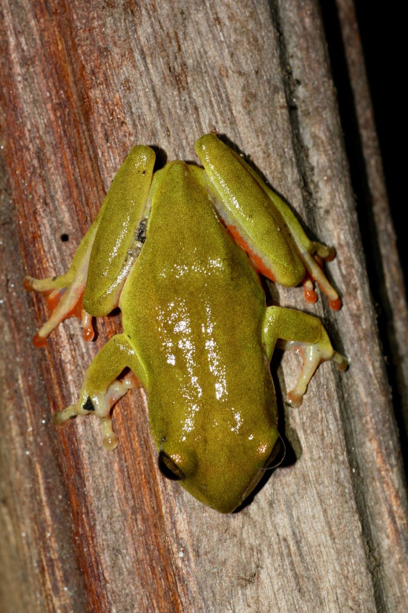 Hyperolius concolor