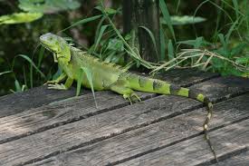 Iguana Iguana (Groene Leguaan)