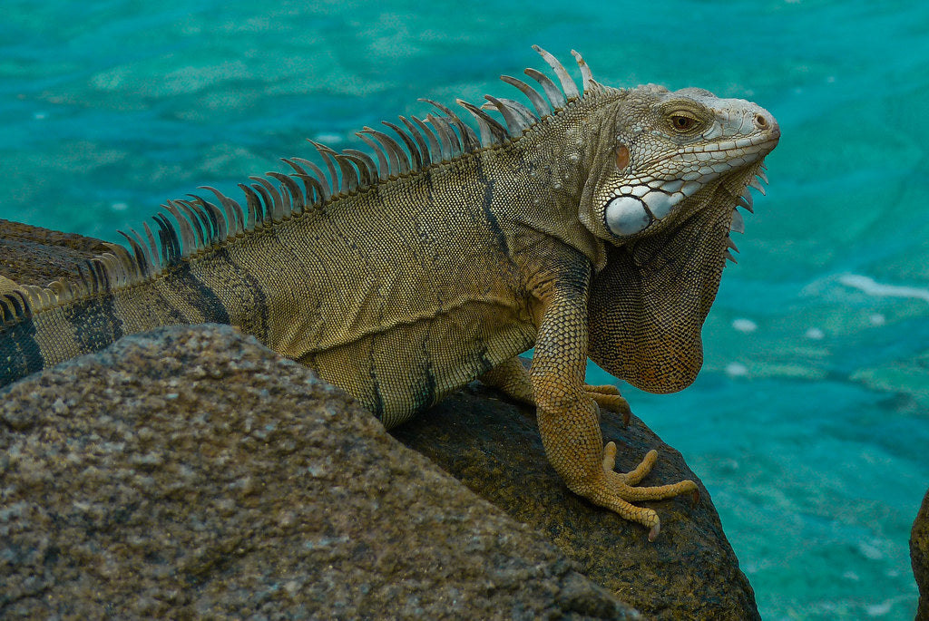 Iguana Iguana (Groene Leguaan)