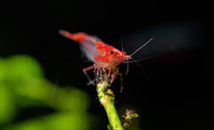 Neocaridina Davidi Rili Red - Garnaal